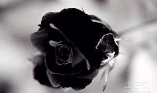 黑玫瑰的花语是什么 黑色玫瑰代表什么